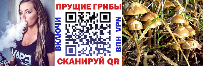 Купить  Верхний Уфалей  Галлюциногенные грибы Cubensis 